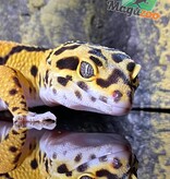 Magazoo Mandarin Zorro bandit female leopard gecko 6/23/24