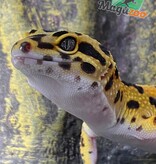 Magazoo Gecko léopard Mandarin Zorro bandit 23/6/24 femelle