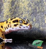 Magazoo Mandarin Zorro bandit female leopard gecko 6/23/24