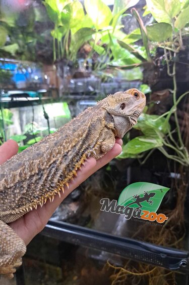 Magazoo Male 3 years old (missing a leg from birth) Bearded dragon  / 2nd chance adoption