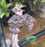 Magazoo Baby (pos. DH. Anery type 2, Albino T+) Nicaragua boa constrictor #1