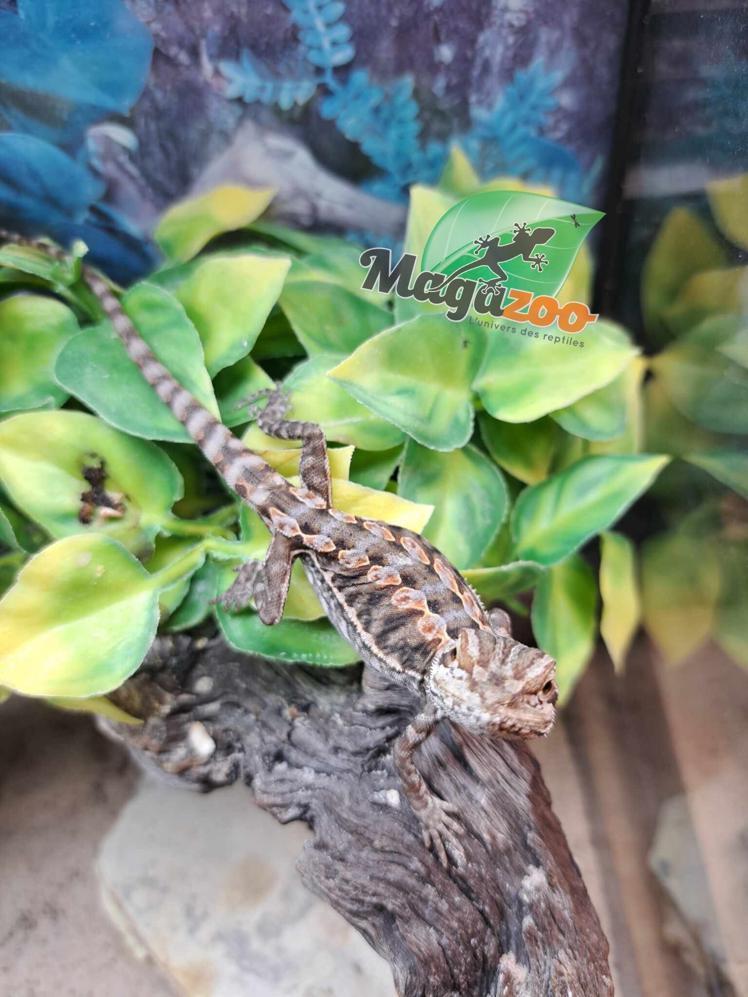 Magazoo Leatherback Bearded dragon#10