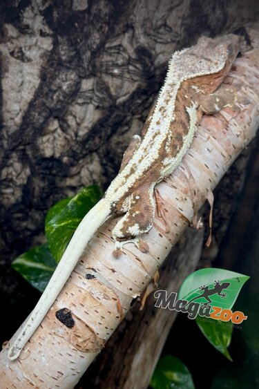 Magazoo Crested gecko Lily White
