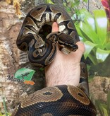 Magazoo Black Head het toffee Male Ball Python