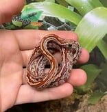 Magazoo Baby Tessera Corn Snake #1