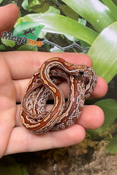 Magazoo Baby Tessera Corn Snake #1