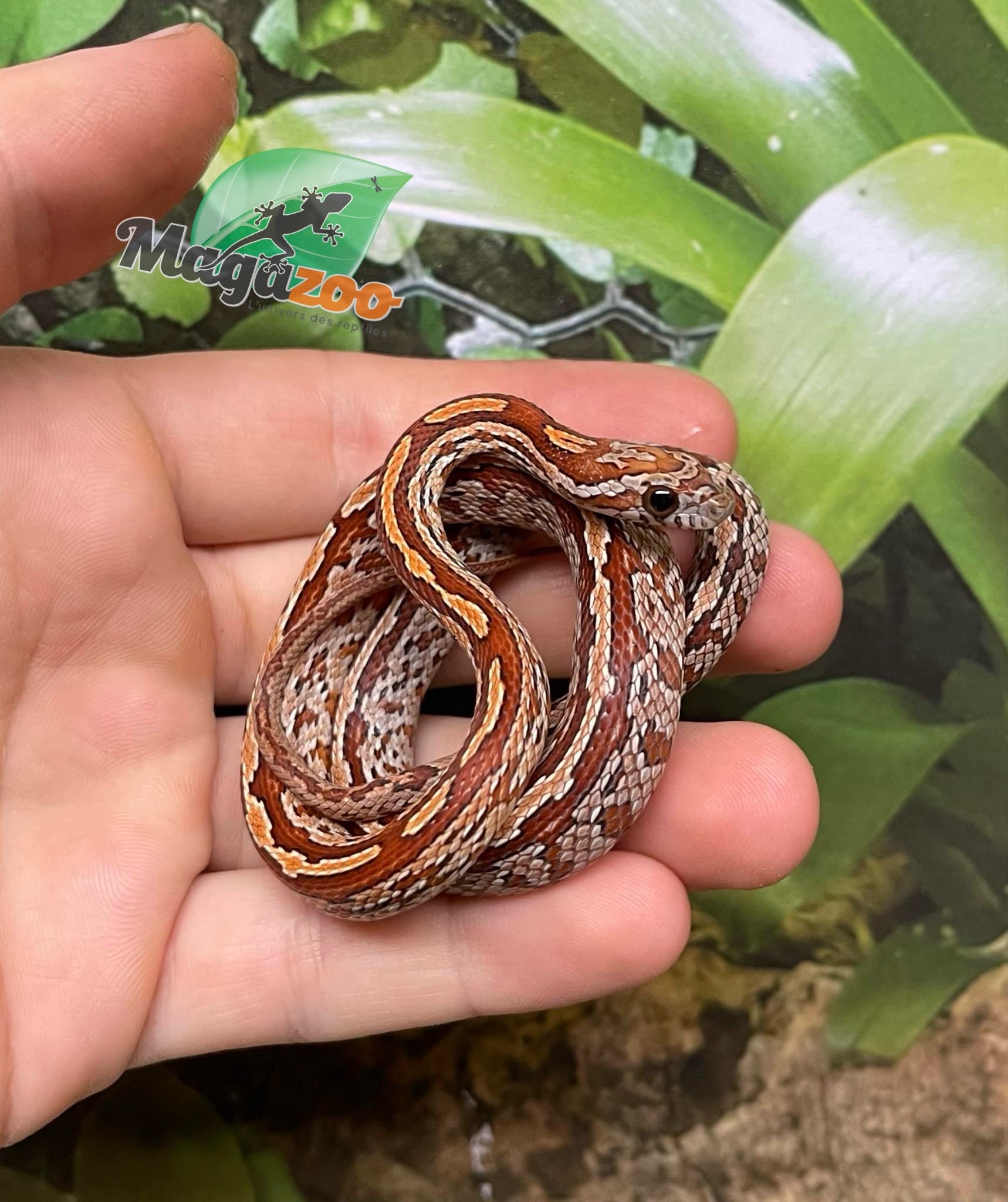 Magazoo Baby Tessera Corn Snake #1