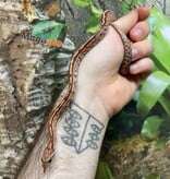 Magazoo Baby Tessera Corn Snake #1