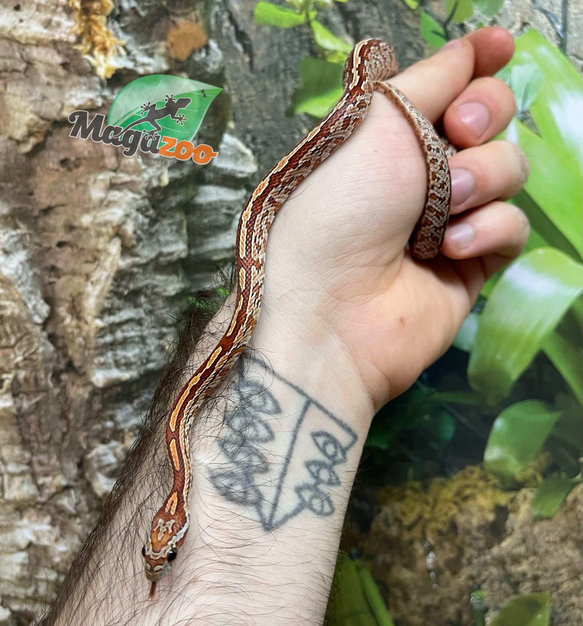 Magazoo Baby Tessera Corn Snake #1