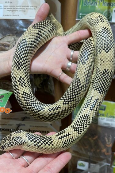 Magazoo Serpent Roi de Floride Adulte / Adoption 2ième chance