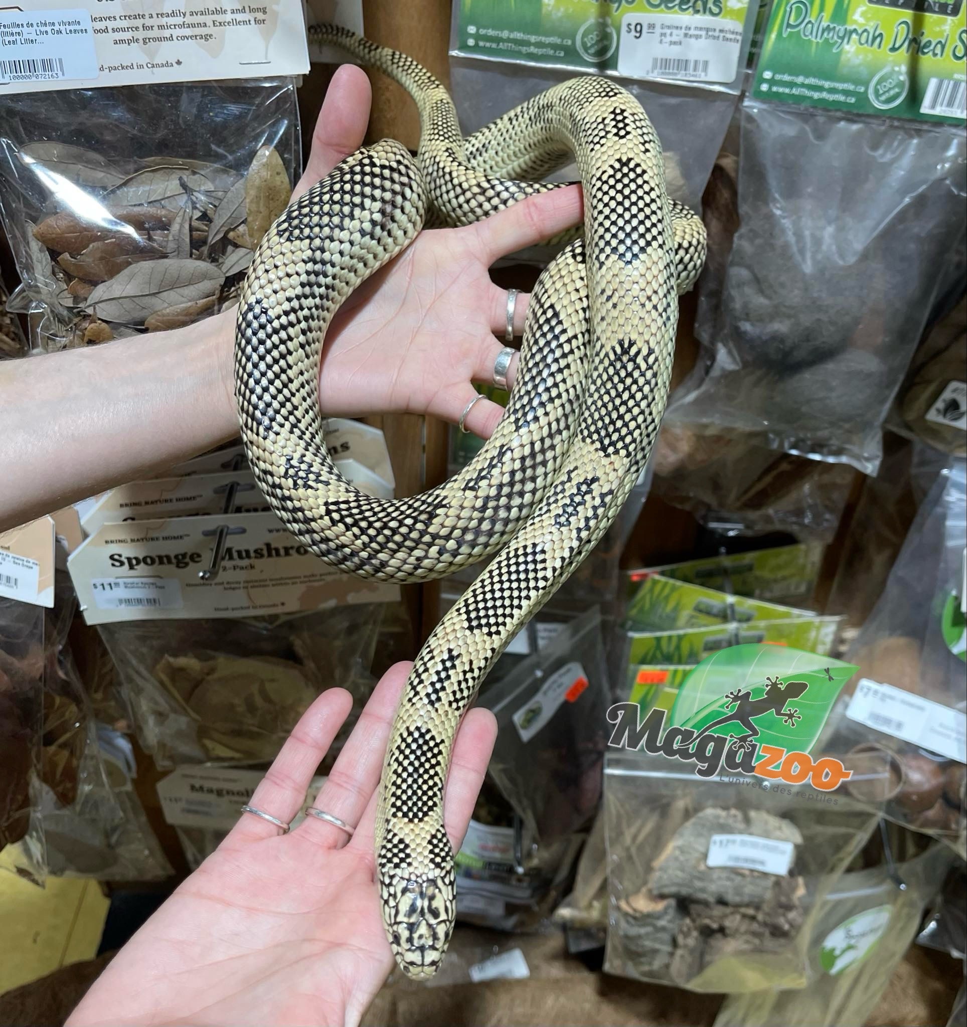 Magazoo Adult Florida King Snake / 2nd chance adoption