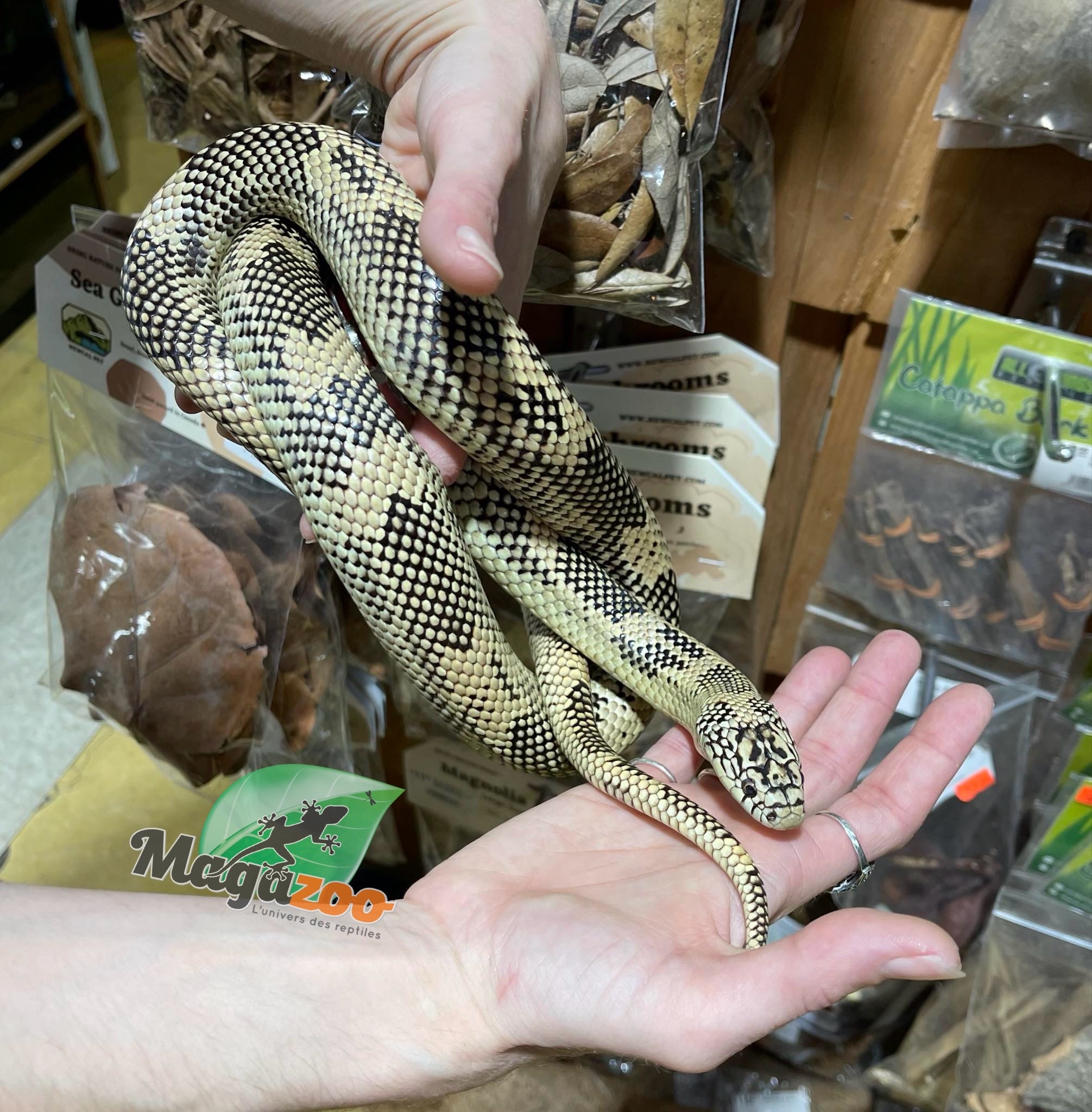 Magazoo Adult Florida King Snake / 2nd chance adoption