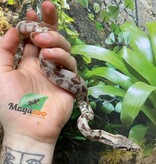 Magazoo Baby Super hypo Nicaragua boa constrictor #1