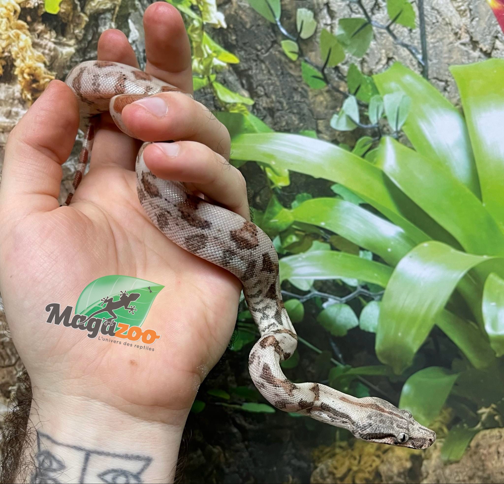 Magazoo Baby Super hypo Nicaragua boa constrictor #1