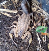 Magazoo Scorpion Lychas mucronatus (Vendu en kit)