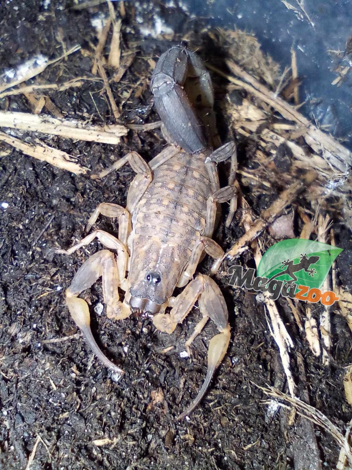 Magazoo Scorpion Lychas mucronatus (Vendu en kit)