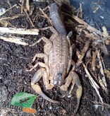 Magazoo Chinese swimming scorpion/Lychas mucronatus