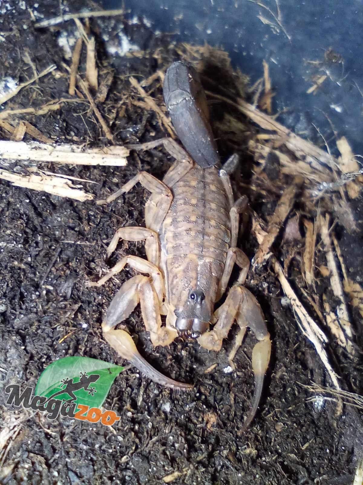 Magazoo Chinese swimming scorpion/Lychas mucronatus