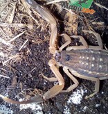 Magazoo Scorpion Thai Bark / Lychas scutilus