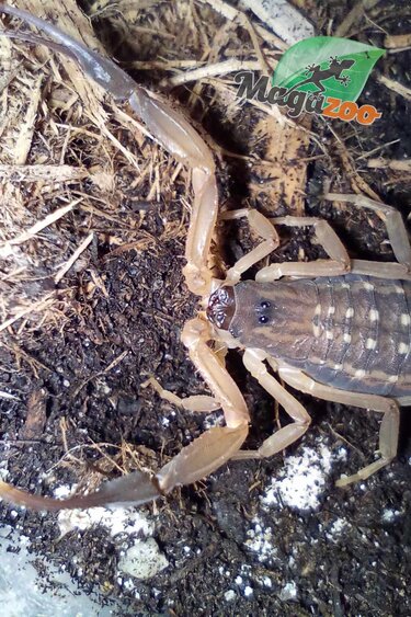 Magazoo Scorpion Thai Bark / Lychas scutilus