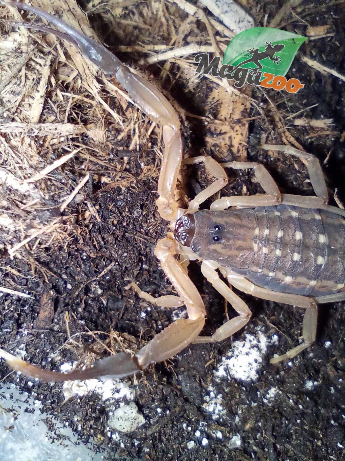 Magazoo Scorpion Thai Bark / Lychas scutilus