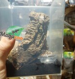 Magazoo Scorpion Thai Bark / Lychas scutilus