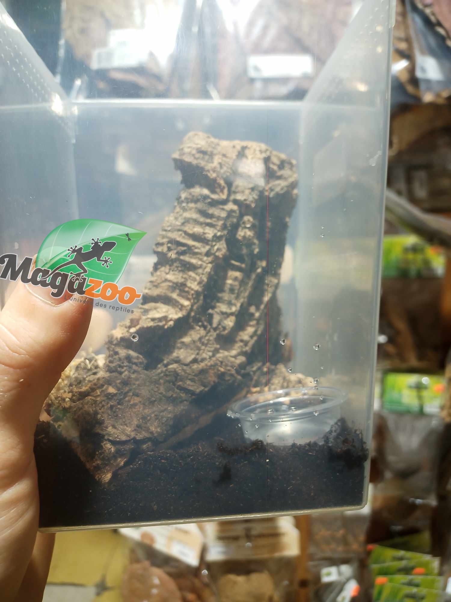 Magazoo Scorpion Thai Bark / Lychas scutilus