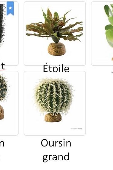 Exoterra EXO TERRA Cactus divers