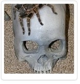 Pet-Tekk PET-TEKK Caverne en crâne