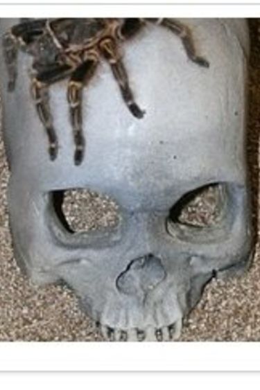 Pet-Tekk PET-TEKK Caverne en crâne