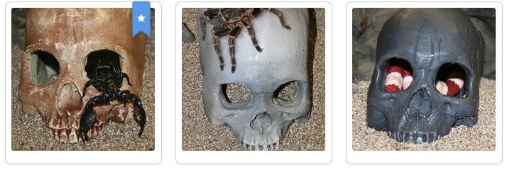 Pet-Tekk  Skull Cave