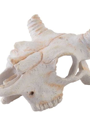 Exoterra Buffalo Skull