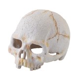 Exoterra Primate Skull