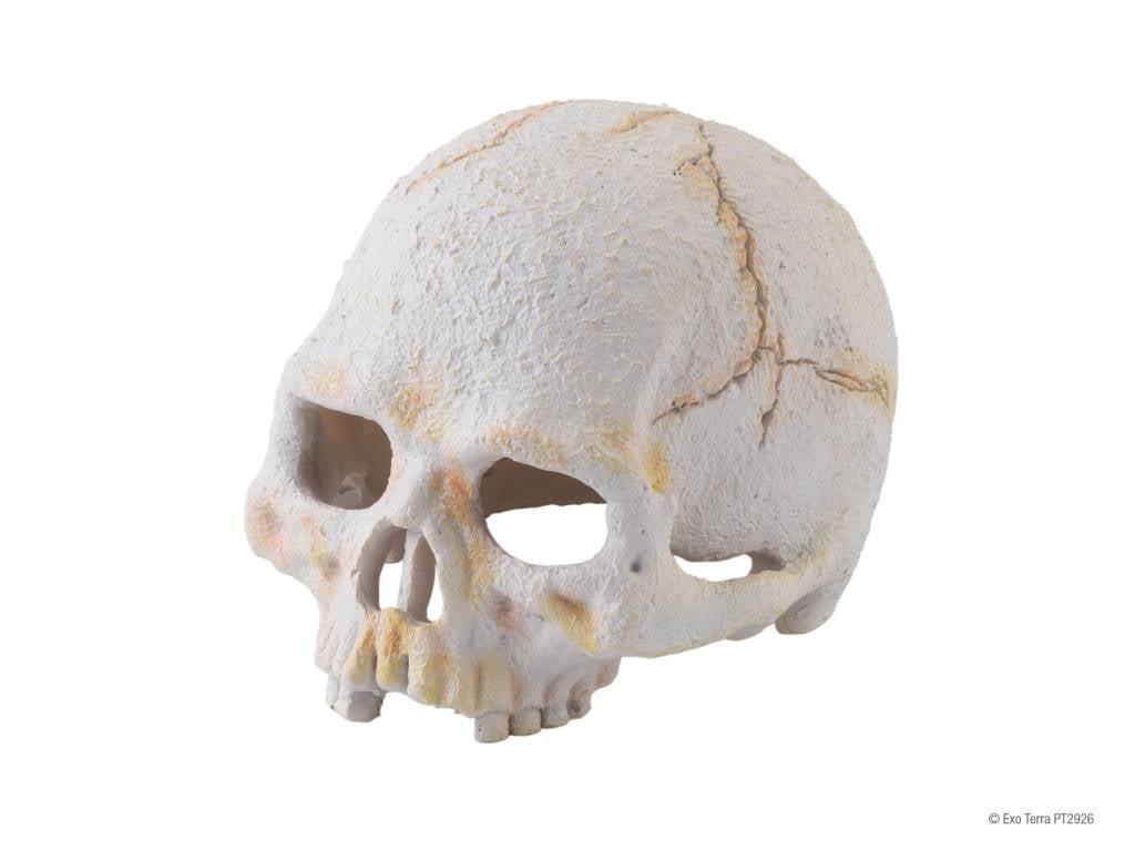 Exoterra Primate Skull