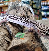 Magazoo Super Macksnow Leopard Gecko male 4/16/23 #9 (SPECIAL ORDER)