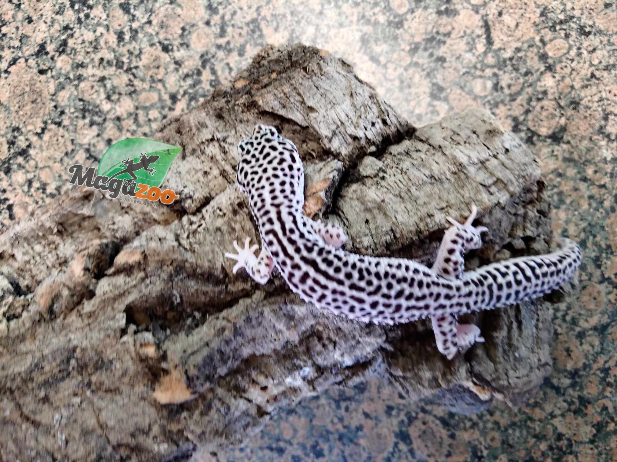 Magazoo Super Macksnow Leopard Gecko male 4/16/23 #9 (SPECIAL ORDER)