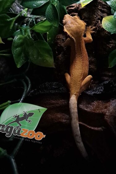 Magazoo Juvenile Patternless Female Crested Gecko
