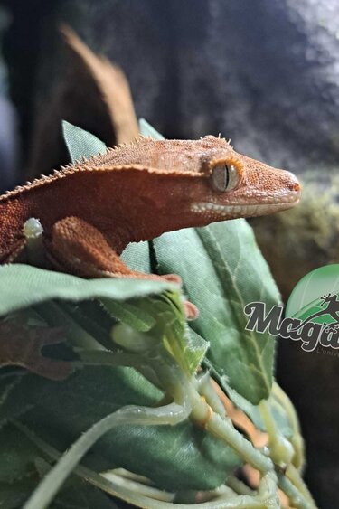 Magazoo Gecko à crête Bicolor rouge juvénile Mâle