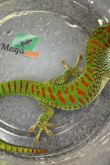 Magazoo Baby Madagascar giant day gecko #2