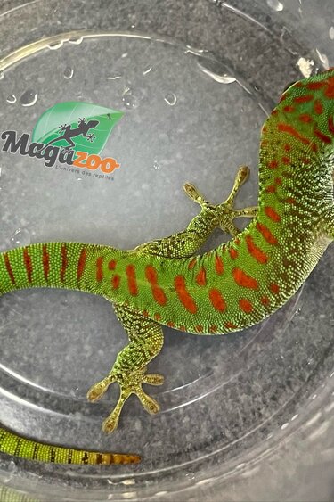 Magazoo Gecko diurne géant de Madagascar Bébé #2