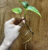 Magazoo Golden pothos plant (1 cutting)