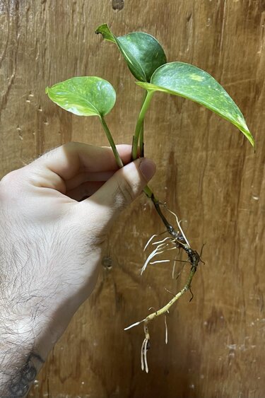 Magazoo Plante Golden pothos ( 1 Bouture)