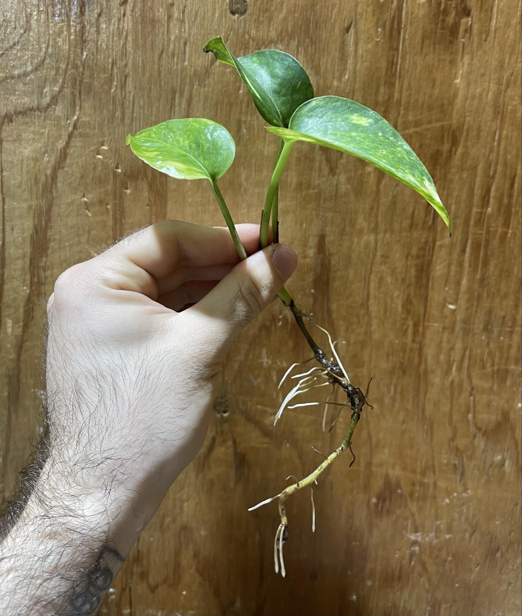 Magazoo Plante Golden pothos ( 1 Bouture)