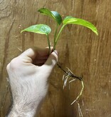 Magazoo Plante Golden pothos ( 1 Bouture)