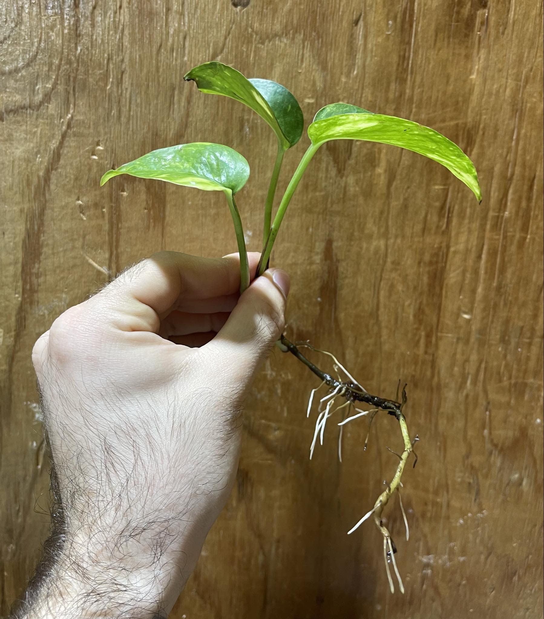 Magazoo Golden pothos plant (1 cutting)