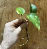 Magazoo Plante Golden pothos ( 1 Bouture)