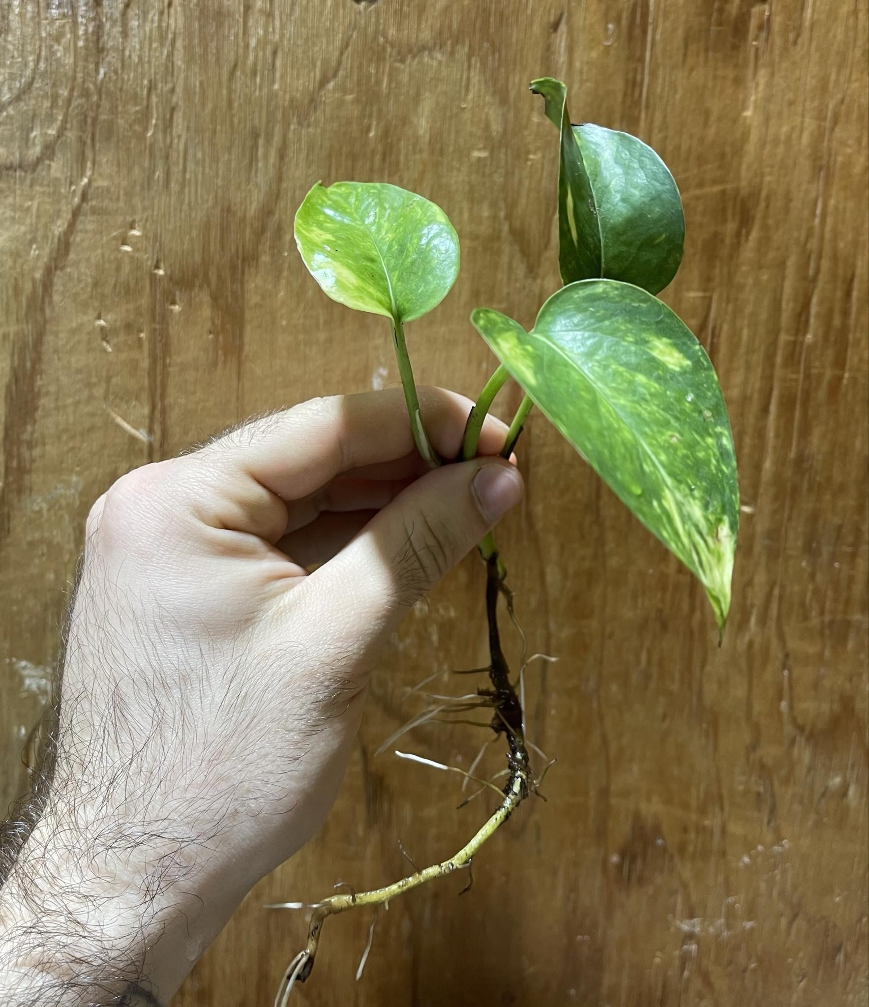 Magazoo Golden pothos plant (1 cutting)