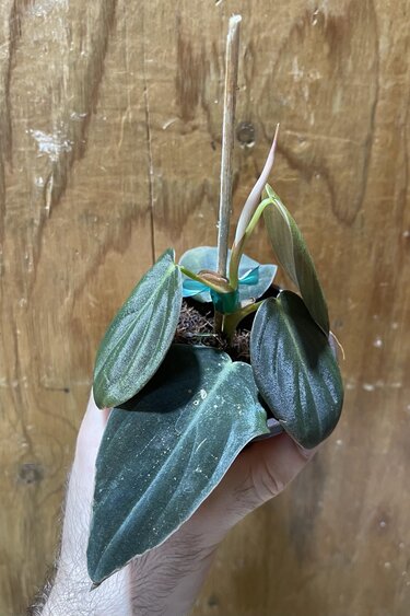 Magazoo Philodendron gigas plant