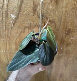 Magazoo Philodendron gigas plant