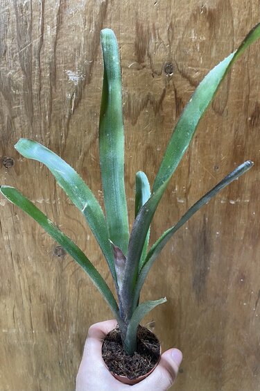 Magazoo Billbergia ''Casablanca'' Plant